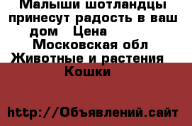 Малыши-шотландцы принесут радость в ваш дом › Цена ­ 1 500 - Московская обл. Животные и растения » Кошки   